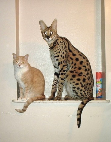 compare_serval_domestic_cat.jpg