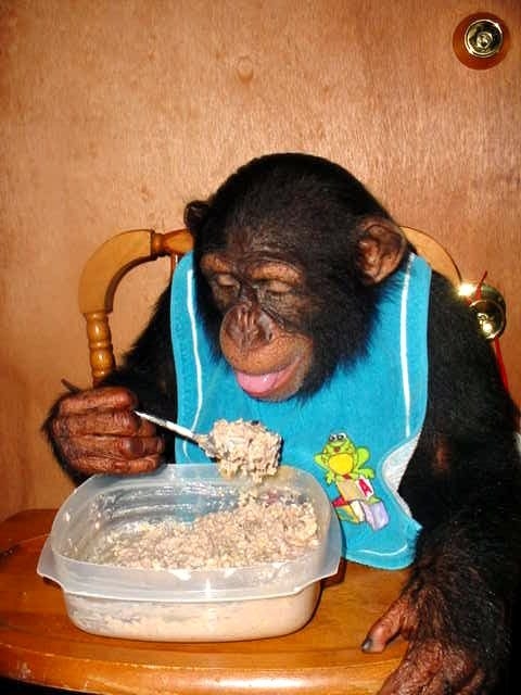 Rexano gallery baby non human Primate chimpanzee