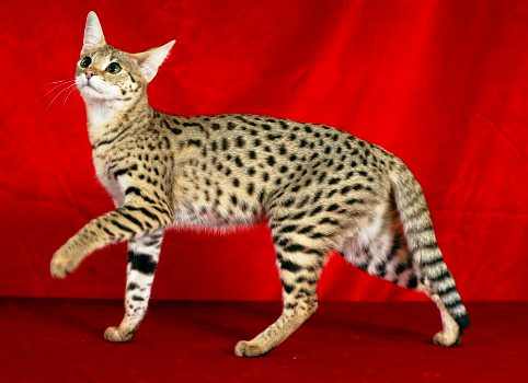 savannah cat mixed with domestic cat
