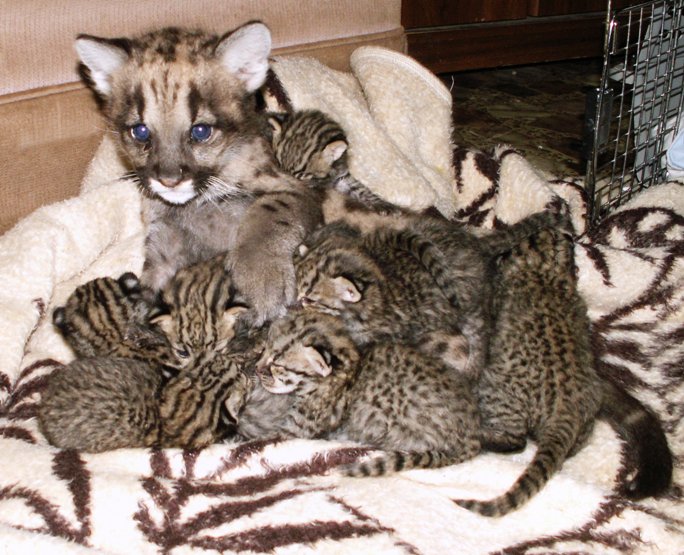 Lynn Culver Cougar Geoffreys Cats Rexano Big Cat Gallery